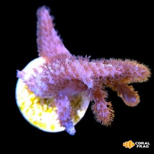 paralemnalia peluda philippines