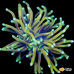 euphyllia torch dragon soul