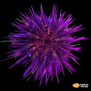 Erizo echinometra morado M