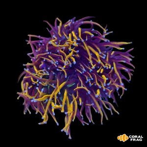 euphyllia torch new york knicks