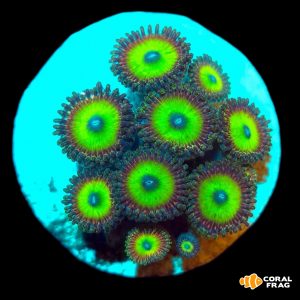 zoanthus candy apple