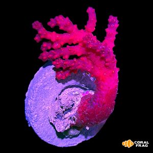 Dendronephthya red