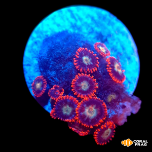 Zoanthus Speckled Fire