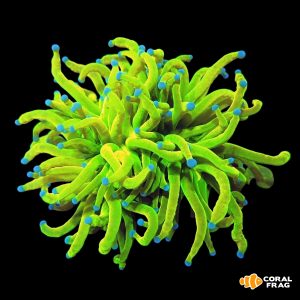 Euphyllia holy grail