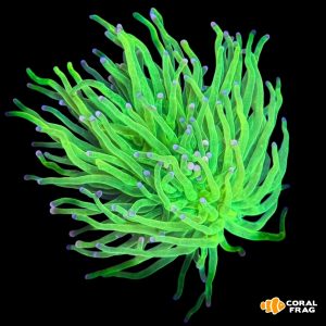 Euphyllia torch green apple