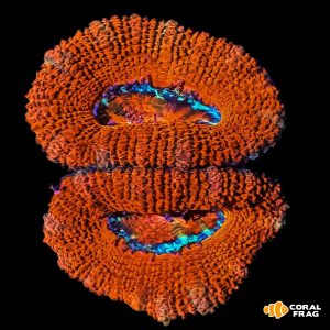 Acanthastrea lordhowensis red