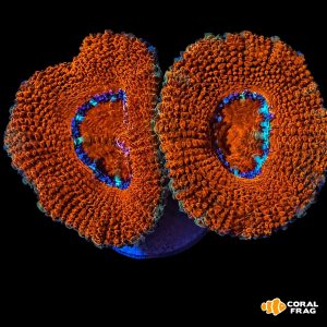 Acanthastrea lordhowensis red