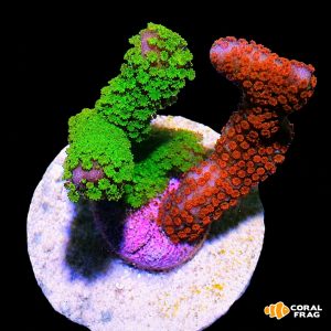 Montipora fusión