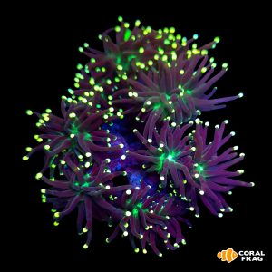 Euphyllia torch rasta XL