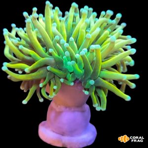 Euphyllia holy grail (2cabezas)