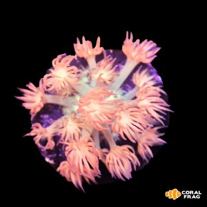 Goniopora premium