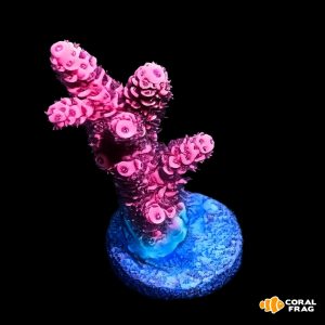 acropora millepora roja