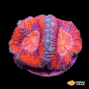acanthastrea lordhowensis red (2 cabezas)