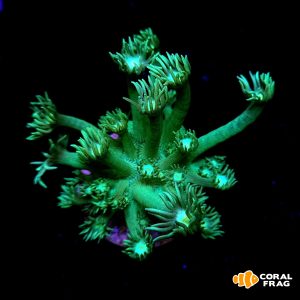 goniopora pólipo largo - ultra green