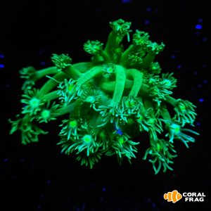 goniopora pólipo largo - ultra green (frag xl)