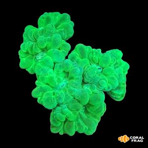 Caulastrea (6 cabeza)