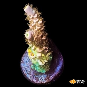 Acropora wysiwyg