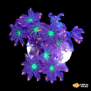 Clavularia papaya (Big polyp)