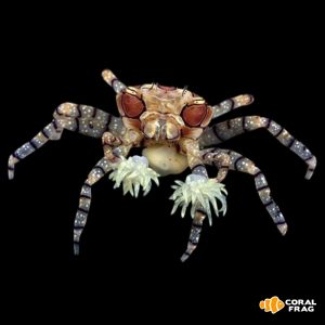 lybia tessellata