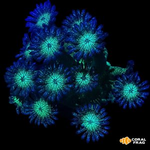 goniopora blue glitter