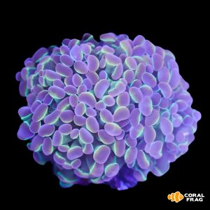 Euphyllia parancora Purple