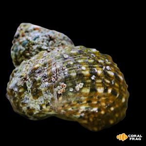 Caracol Turbo fluctuosus