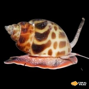 Babylonia formosae