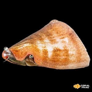 strombus luhuanus