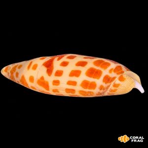 mitra mitra