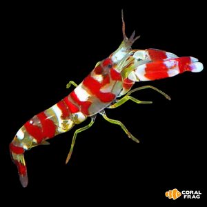 Camarón pisto - Alpheus randalli