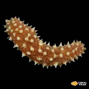 holothuria hilla