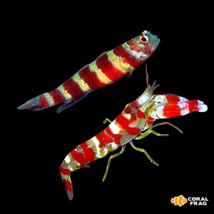 Pack simbiosis Amblyeleotris wheeleri + Alpheus randalli