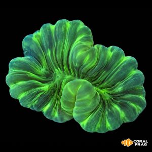 Plerogyra turbida (coral burbuja flor)