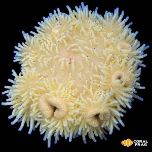Heteractis Crispa amarilla (puntas azules)