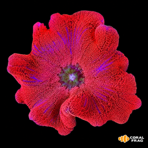 stichodactyla gigantea roja