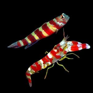 Pack simbiosis Amblyeleotris wheeleri + Alpheus randalli