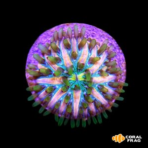 fungia ranbow s