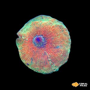 Discosoma Pumpkin head