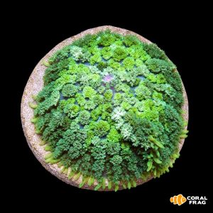rhodactis inchoata green