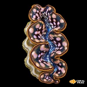 tridacna maxima gold (5cm)