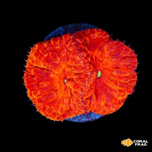 blastomussa wellsi iron man (2 polyp)