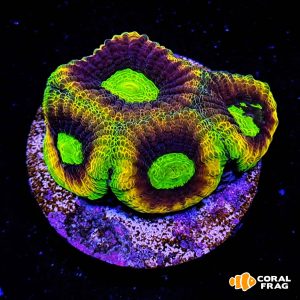 Favia dragon soul (4 cabezas)