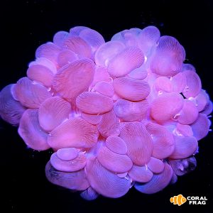 plerogyra sinuosa ROSA
