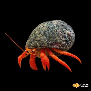 Clibanarius rutilus