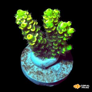Acropora pikachu