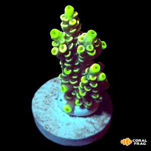 Acropora pikachu