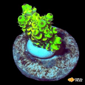Acropora pikachu