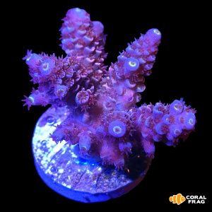 Acropora homewrecker