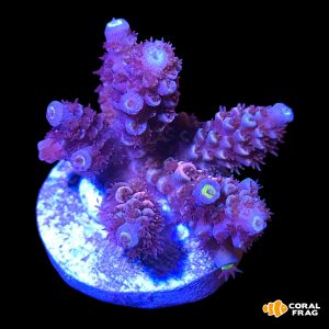 Acropora homewrecker