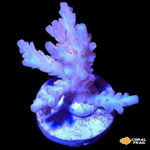 Acropora latistella